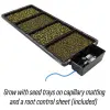 seedtray2